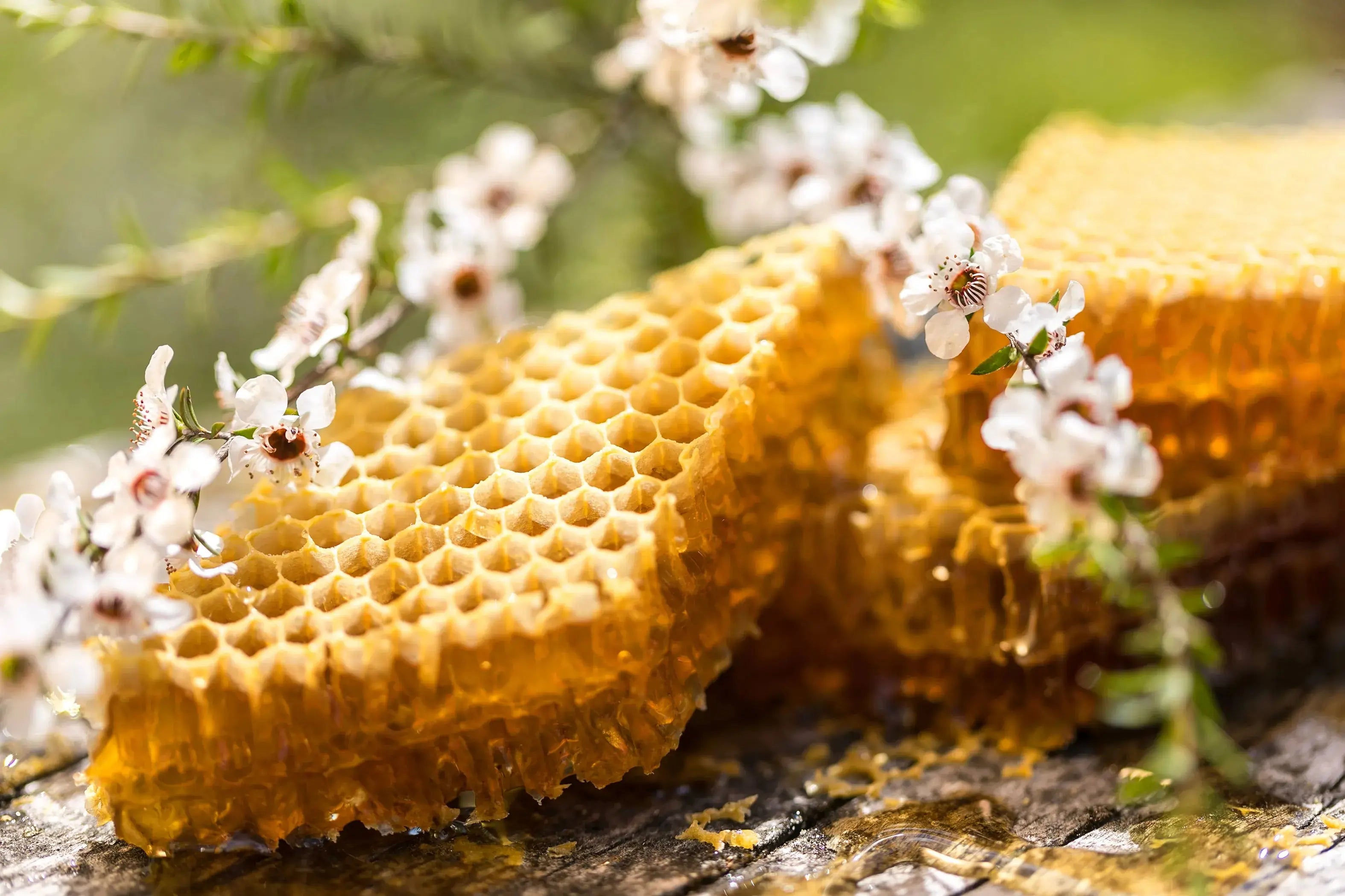 Bush Honey EzieBee